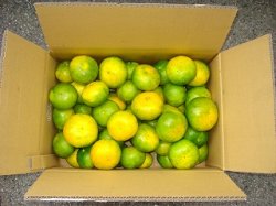 画像1: 極早生みかん　贈答用　５ｋｇ　１８００円（送料別）　