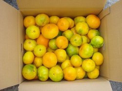 画像1: 極早生みかん　１０ｋｇ　家庭用　２８００円（送料別）お買い得！！宇和島市三浦産