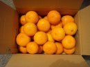 画像: 南津海の販売を開始しました。