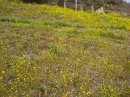 画像: 菜の花が咲いてきてますね。