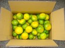 画像: 極早生の発送は１０月上旬です。