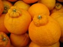 画像: 風邪の予防は愛媛の柑橘で！！デコポンの発送をはじめました。！！