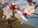 画像: 清見タンゴールを販売しています。