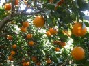 画像: 福原オレンジはカットして食べるとおいしいです。！！