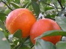 画像: 宇和島も地中海気候でブラッドオレンジができるんです。