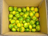 画像: 極早生みかん　家庭用　　１０ｋｇ　２８００円　（送料別） 
