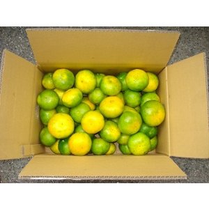 画像: 極早生みかん　贈答用　５ｋｇ　１８００円（送料別）　