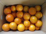 画像: 愛果28号（まどんなみかん）　５ｋｇ　家庭用　小さめのもの　２６００円（送料別）　限定品