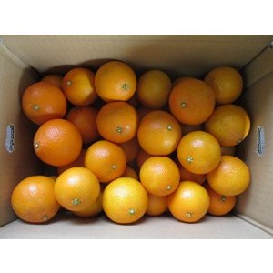 画像: 愛果28号(まどんなみかん) 5kg 家庭用 小さめのもの 2600円(送料別) 限定品