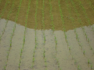 画像: もう田植えの時期になっています。