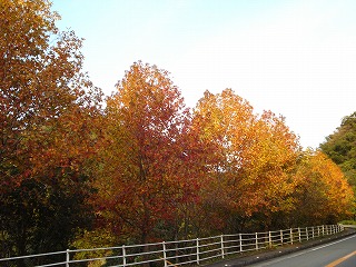 画像: 紅葉してきました。