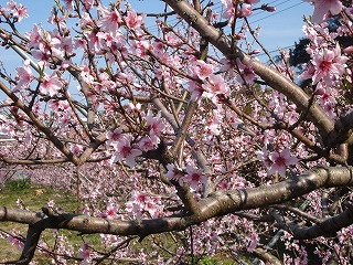 画像: 桃の花も満開ですね。