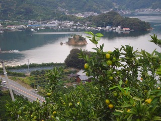 画像: 三浦半島はみかんの季節です。