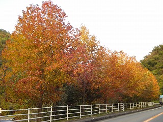 画像: 紅葉してきてます。