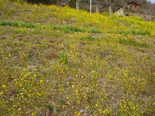 画像: 菜の花が咲いてきてますね。