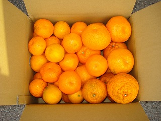 画像: 風邪の予防には愛媛の柑橘でビタミン！！