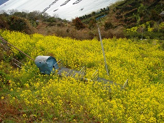 画像: 菜の花のパワーがすごいです。！！