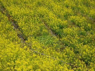 画像: デコポンのご注文は早めにお願いいたします。