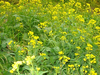 画像: 菜の花の黄色がいいですね。