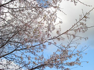 画像: 雨です。桜が心配です。