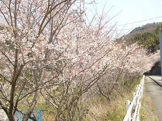 画像: 桜もまだこれから見ごろですね。