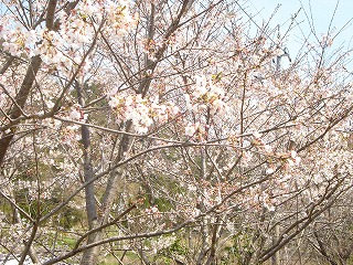 画像: お花見のシーズンですね。