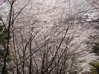 画像: 桜のパワーはすごいですね。