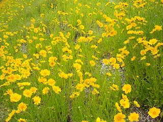 画像: 黄色いきれいな花ですね。