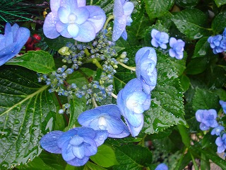 画像: 6月は雨が多くなってきました。