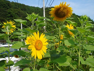 画像: 梅雨明けしています。