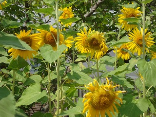 画像: 本格的な夏です。