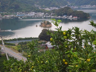 画像: 涼しくなってきました。みかんのシーズンですね。