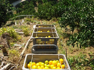 画像: 極早生みかんの販売をしています。