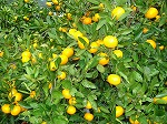 画像: 愛媛はみかん一色という感じです。