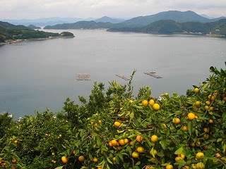 画像: みかん山から見える風景は・・・