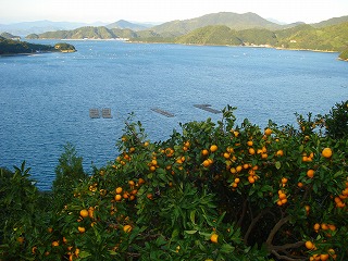 画像: みかん山から見た三浦の海