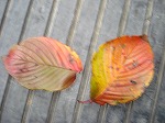 画像: 自然がつくる色ってきれいですね。