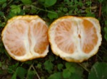 画像: みかんのご注文は早めにお願いいたします。