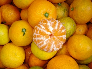 画像: みかんのご注文はおはやめにお願いいたします。