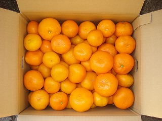 画像: 南柑２０号みかんを特価限定販売しています。