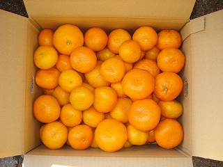 画像: お歳暮用みかんのご注文は早めにお願いいたします。