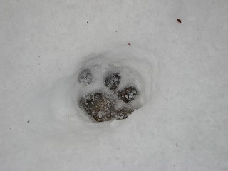 画像: 関東の雪はすごいですね。