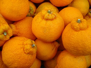 画像: いよかん　ポンカンをおすすめします。愛媛の柑橘が旬！！！