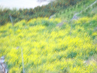 画像: 菜の花がよく咲いていますね。
