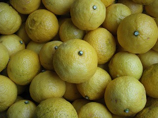 画像: 見かけによらずおいいしのが　はるか　という品種です。
