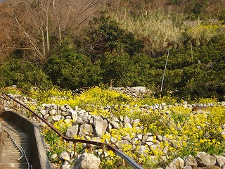 画像: 菜の花がきれい！！