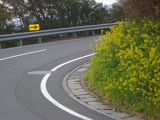 画像: 菜の花がきれいなので俳句を読んでみました。