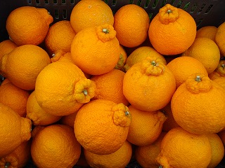 画像: そろそろデコポンの発送をしたいと思います。