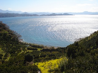 画像: 菜の花が咲いていて海が見えるのって・・・