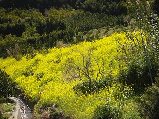 画像: 菜の花がきれいですね。